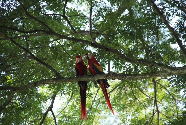 Macaws - Costa Rica